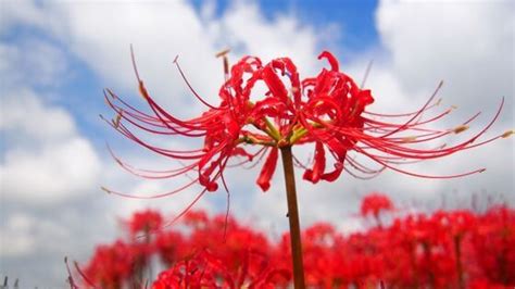 彼岸花花語日本|彼岸花の花言葉とは？意味・由来や色ごとの違いも解。